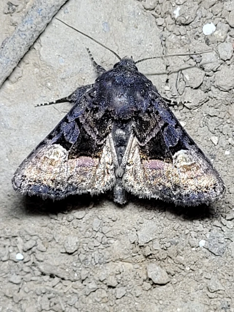 Euplexia lucipara - szeder-csipkésbagoly