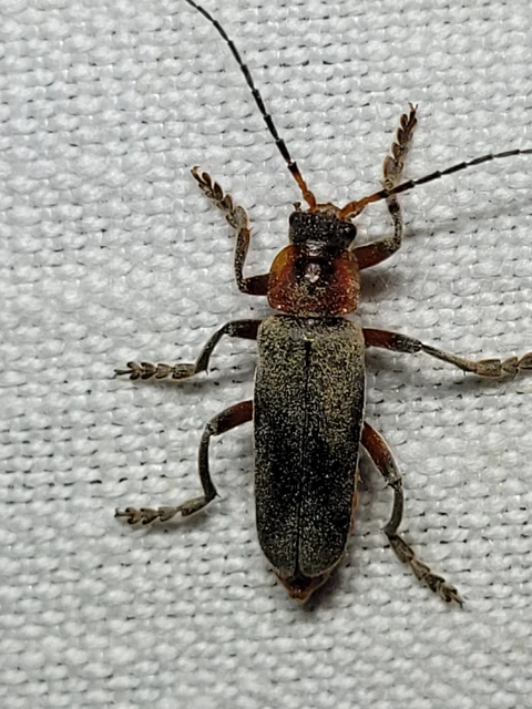 Cantharis rustica - suszterbogár