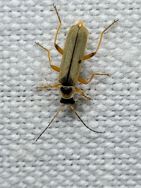 Metacantharis clypeata - tavaszi lágybogár