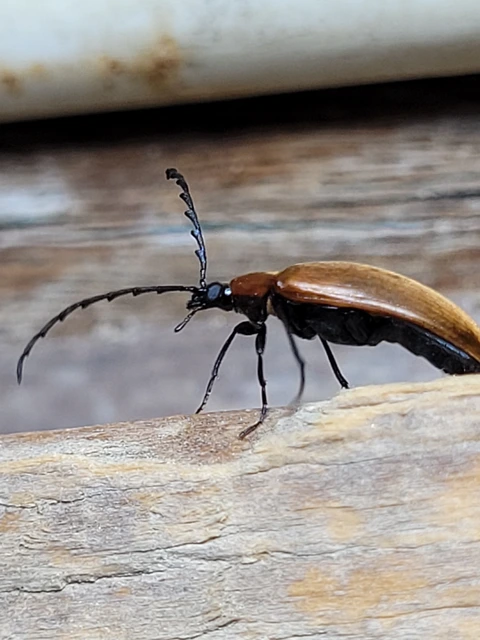 Pseudocistela ceramboides - narancssárga alkonybogár