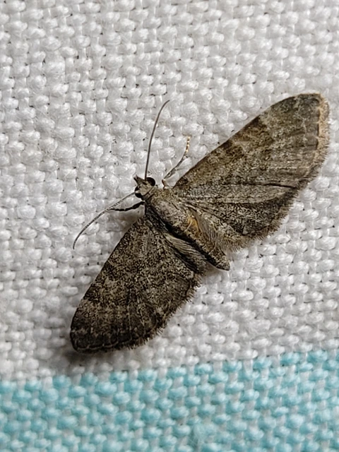 Eupithecia haworthiata - rozsdástestű törpearaszoló