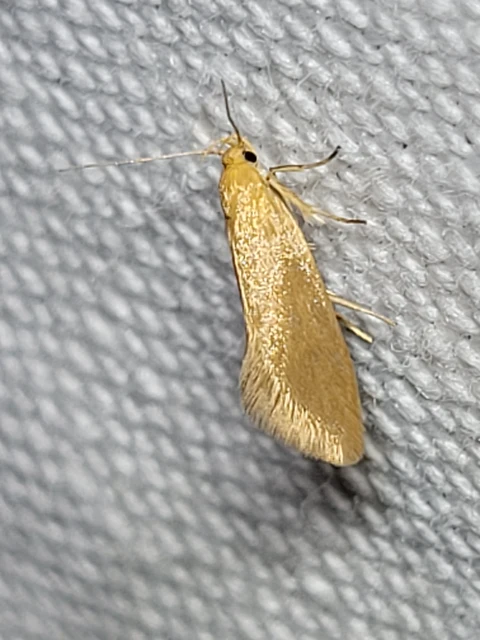 Crassa tinctella/unitella