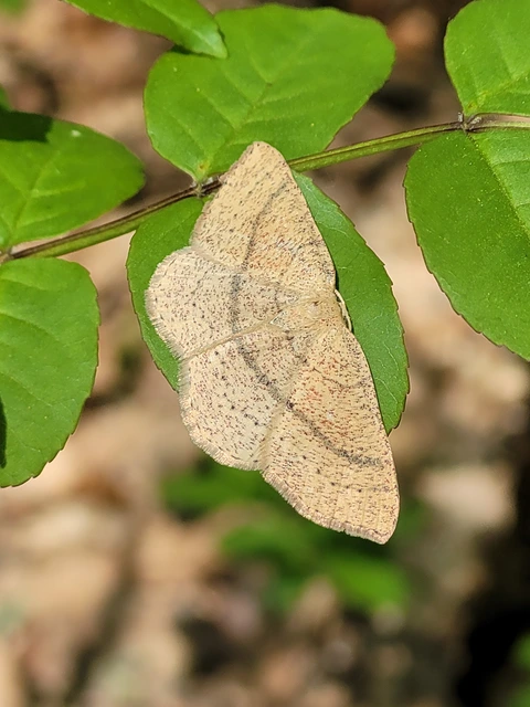 Cyclophora ruficiliaria - vörösrojtú pettyesaraszoló
