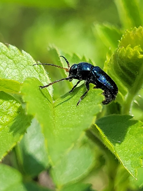 Cryptocephalus schaefferi - lapátlábú zömökbogár