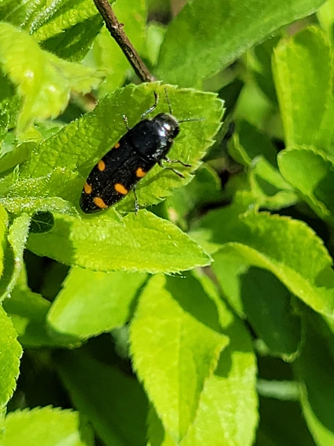 Ptosima undecimmaculata - sárgafoltos díszbogár