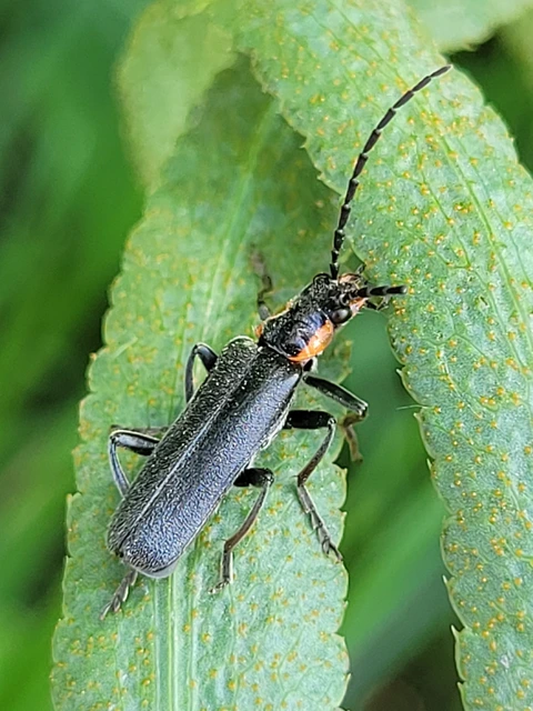Cantharis obscura - sötét lágybogár