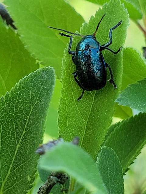 Cryptocephalus schaefferi - lapátlábú zömökbogár
