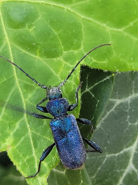 Callidium violaceum - kék korongcincér