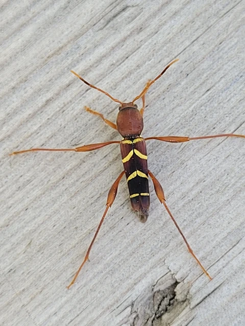 Neoclytus acuminatus - amerikai darázscincér