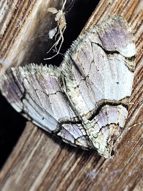 Anticlea derivata - vadrózsa-tarkaaraszoló
