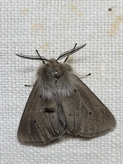Diaphora mendica - felemás medvelepke