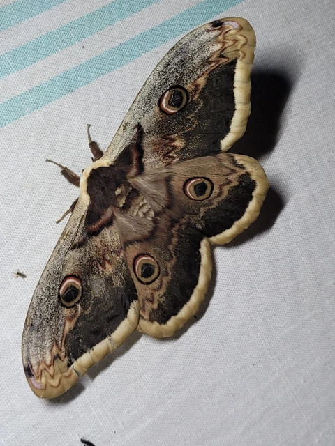 Saturnia pyri - nagy pávaszem