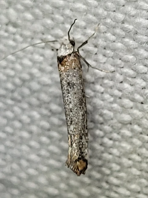 Pseudoswammerdamia combinella - szemfoltos tarkamoly