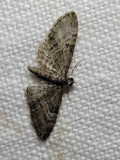 Eupithecia dodoneata - tölgy-törpearaszoló