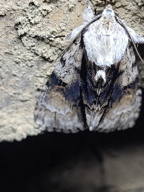 Acronicta alni - éger-szigonyosbagoly