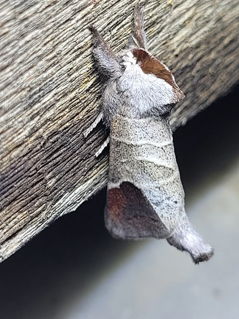 Clostera curtula - rövidszárnyú levélszövő Clostera curtula - rövidszárnyú levélszövő