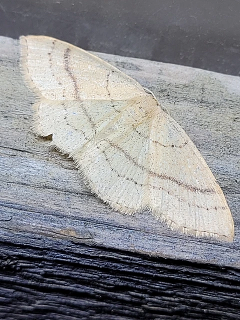 Cyclophora linearia - vonalas pettyesaraszoló