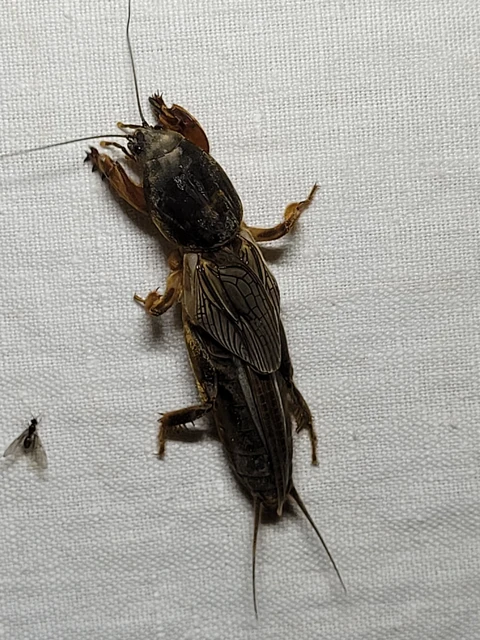 Gryllotalpa