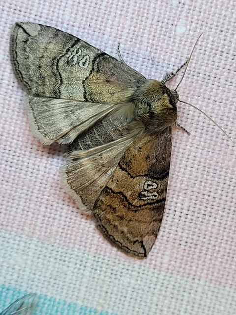 Tethea ocularis - pápaszemes pihésszövő