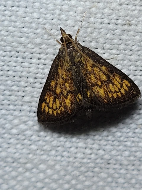 Ecpyrrhorrhoe rubiginalis - rozsdavörös tűzmoly