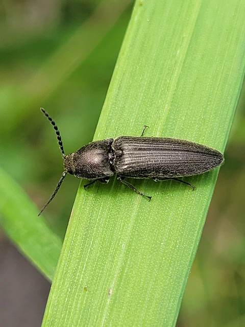 Cidnopus pilosus - szőrös pattanó