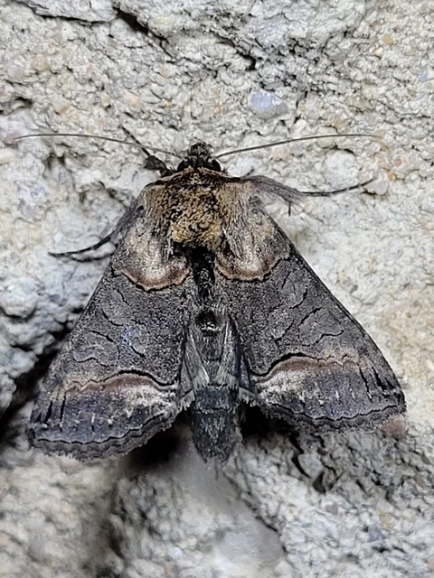 Abrostola triplasia - közönséges csalánbagoly