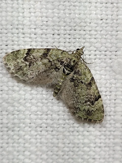 Chloroclystis v-ata - zöldes törpearaszoló