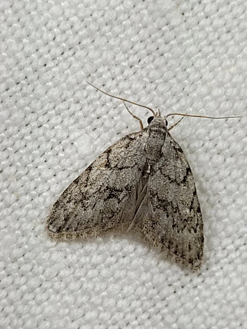 Nola cicatricalis - szürke pamacsosszövő
