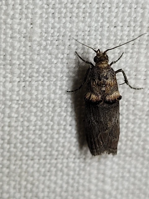 Trachonitis cristella - bokorrágó karcsúmoly