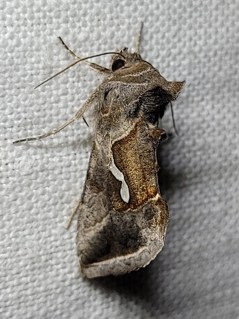 Macdunnoughia confusa - cseppfoltos ezüstbagoly