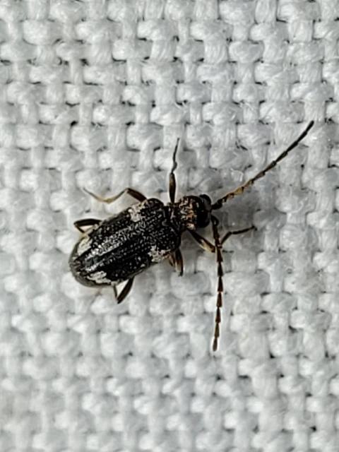 Ptinus sexpunctatus - hatfoltos tolvajbogár