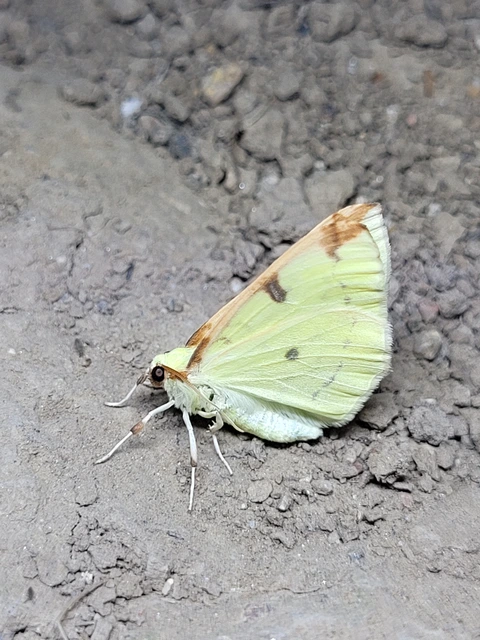 Opisthograptis luteolata - citromsárga araszoló