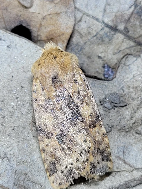 Conistra rubiginea - vörös őszibagoly