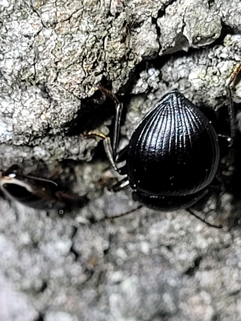 Accanthopus velikensis