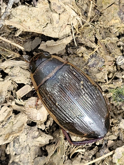 Dytiscus marginalis - szegélyes csíkbogár