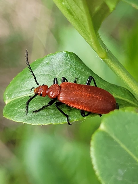 Pyrochroa serraticornis - közép-bíborbogár