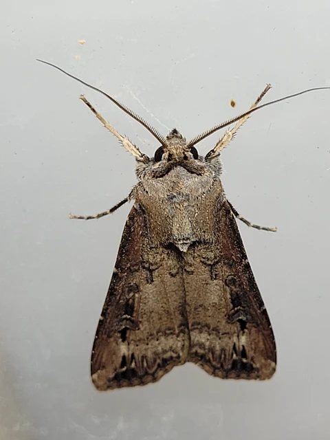 Agrotis ipsilon - nagy földibagoly