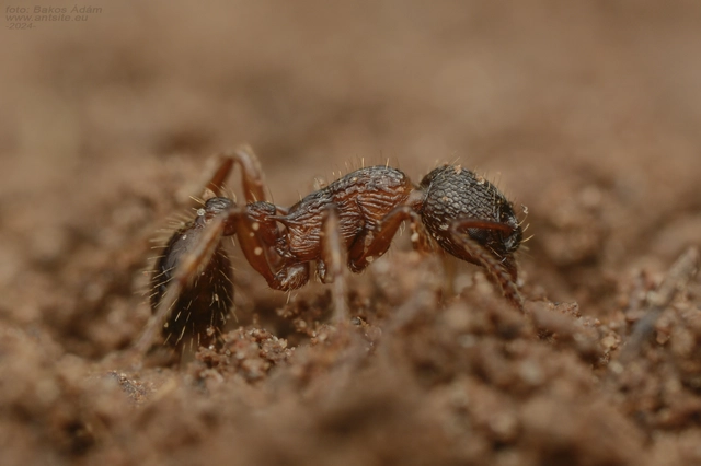 Myrmica schencki - kétszínű bütyköshangya