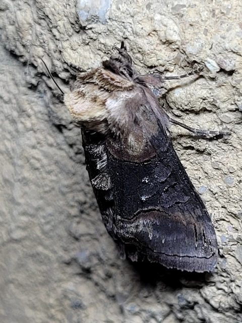 Abrostola triplasia - közönséges csalánbagoly