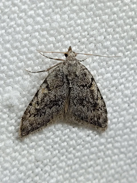 Nola cicatricalis - szürke pamacsosszövő