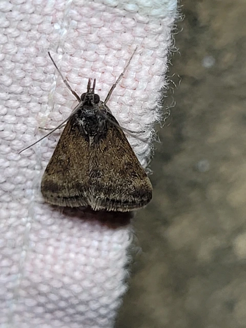 Pyrausta despicata - réti bíbormoly