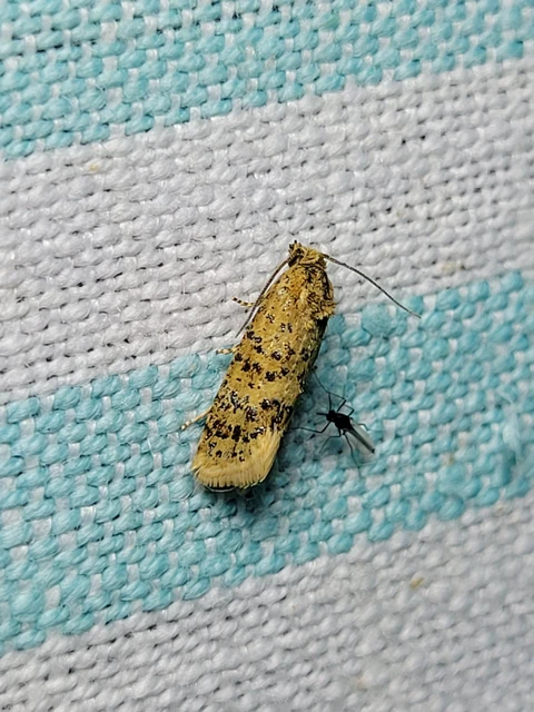 Aethes williana - gyopár-fúrómoly