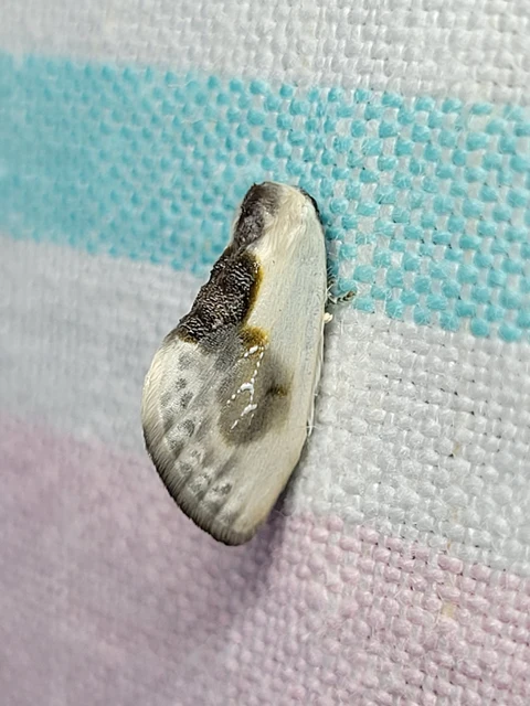 Cilix glaucata - törpe sarlósszövő