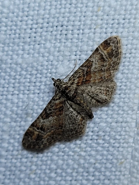 Gymnoscelis rufifasciata - vöröscsíkos törpearaszoló