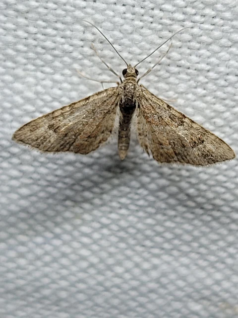Gymnoscelis rufifasciata - vöröscsíkos törpearaszoló