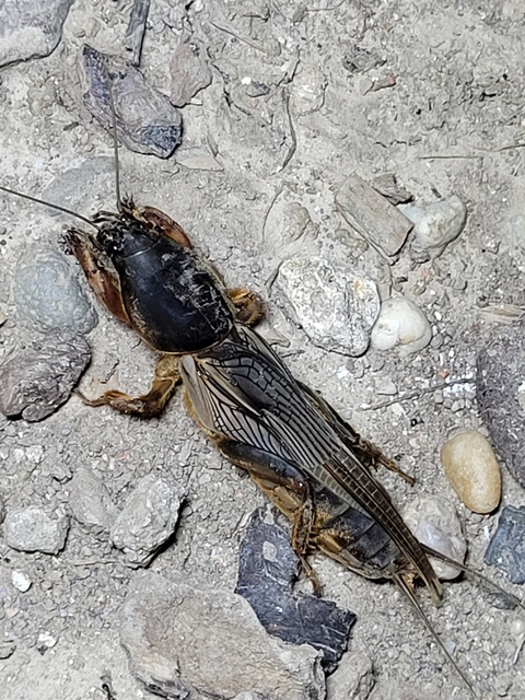 Gryllotalpa