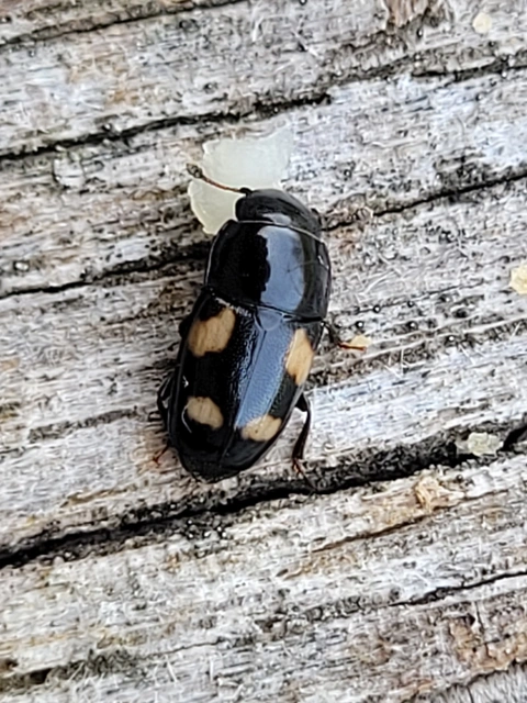 Glischrochilus quadrisignatus - amerikai fénybogár Glischrochilus quadrisignatus - amerikai fénybogár