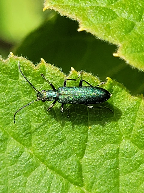 Ischnomera