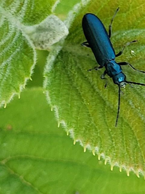 Ischnomera