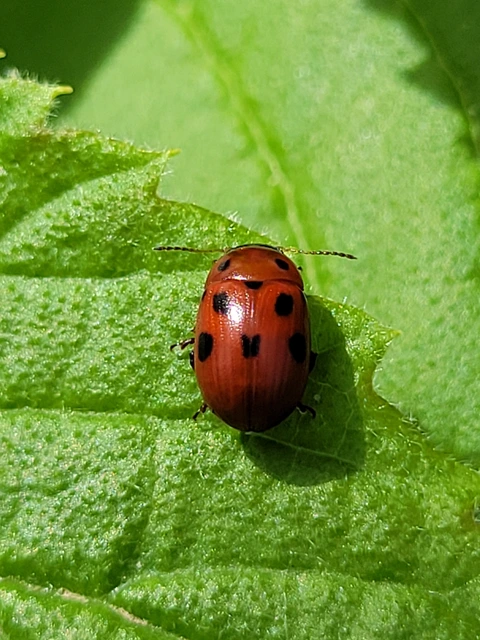 Gonioctena fornicata - közönséges lucernabogár